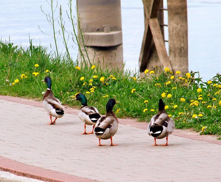 Elbhotel Bleckede Kültér fotó